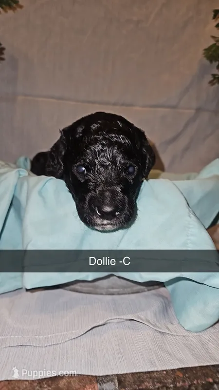 BERNEDOODLES/DOUBLE DOODLE J – Goldendoodle, Bernedoodle puppy for sale in Florence, MS