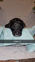BERNEDOODLES/DOUBLE DOODLE J, a male Goldendoodle and Bernedoodle for sale in Florence, MS – 1 of 1