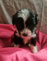 Aussiedoodle  C, a female Aussiedoodle for sale in Florence, MS – 1 of 1