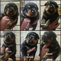 Akc rottweilers, a male Rottweiler for sale in Florence, MS – Photo 3 of 4