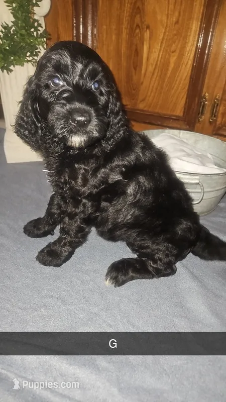 Bernadoodle D – Bernedoodle, Poodle - Standard  puppy for sale in Florence, MS
