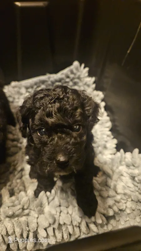 Aurora B – Poodle - Toy , Poodle - Miniature  puppy for sale in Florence, MS