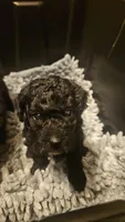 Aurora B, a male Poodle - Toy  and Poodle - Miniature  for sale in Florence, MS – 1 of 2