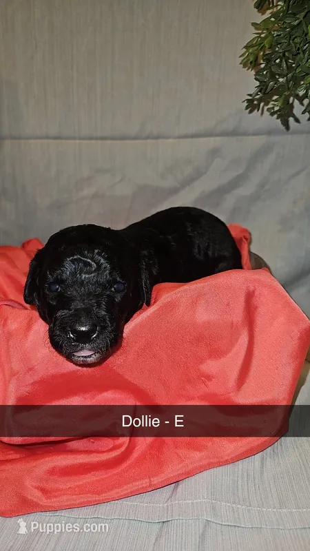 BERNEDOODLES/DOUBLE DOODLE E – Bernedoodle puppy for sale in Florence, MS