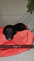 BERNEDOODLES/DOUBLE DOODLE E, a female Bernedoodle for sale in Florence, MS – 1 of 1