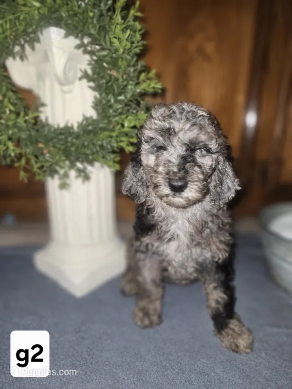 BERNEDOODLE C – Bernedoodle, Poodle - Standard  puppy for sale in Florence, MS