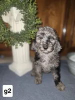 BERNEDOODLE C, a female Bernedoodle and Poodle - Standard  for sale in Florence, MS – 1 of 1