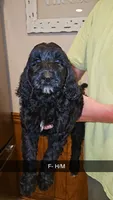 Bernadoodle D, a female Bernedoodle and Poodle - Standard  for sale in Florence, MS – 2 of 3