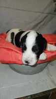 BERNEDOODLES/DOUBLE DOODLE D, a female Bernedoodle for sale in Florence, MS – 3 of 3