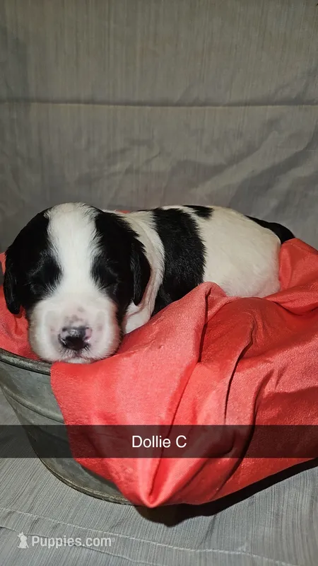 BERNEDOODLES/DOUBLE DOODLE J – Goldendoodle, Bernedoodle puppy for sale in Florence, MS