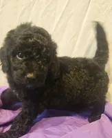 BERNEDOODLES/DOUBLE DOODLE E, a female Bernedoodle for sale in Florence, MS – 2 of 4