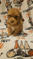 Aussiedoodle H, a male Aussiedoodle for sale in Florence, MS – 2 of 3