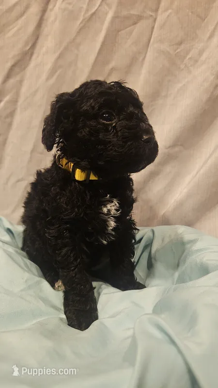 Aurora C – Poodle - Toy , Poodle - Miniature  puppy for sale in Florence, MS