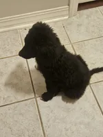 BERNEDOODLES/DOUBLE DOODLE E, a female Bernedoodle for sale in Florence, MS – 6 of 6