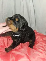Rottweiler C, a female Rottweiler for sale in Florence, MS – 1 of 2