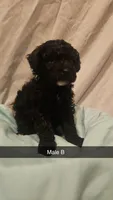 Aurora B, a male Poodle - Toy  and Poodle - Miniature  for sale in Florence, MS – 2 of 2