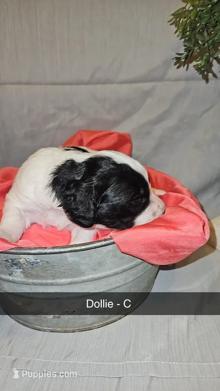 BERNEDOODLES/DOUBLE DOODLE D – Bernedoodle puppy for sale in Florence, MS