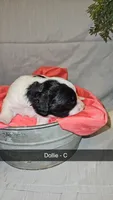 BERNEDOODLES/DOUBLE DOODLE D, a female Bernedoodle for sale in Florence, MS – 1 of 3
