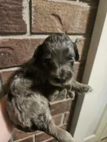 BERNEDOODLES/DOUBLE DOODLES , a female Goldendoodle and Bernedoodle for sale in Florence, MS – 2 of 6