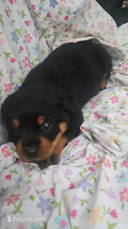 Rottweiler A – Rottweiler puppy for sale in Florence, MS