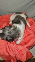 BERNEDOODLES/DOUBLE DOODLE A, a female Bernedoodle for sale in Florence, MS – 2 of 4