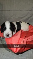 BERNEDOODLES/DOUBLE DOODLE D, a female Bernedoodle for sale in Florence, MS – 2 of 3