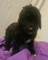 BERNEDOODLES/DOUBLE DOODLE E, a female Bernedoodle for sale in Florence, MS – 3 of 5