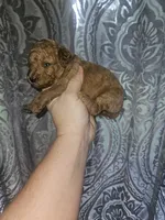 Poodle- Aurora A, a female Poodle - Toy  and Poodle - Miniature  for sale in Florence, MS – 2 of 3