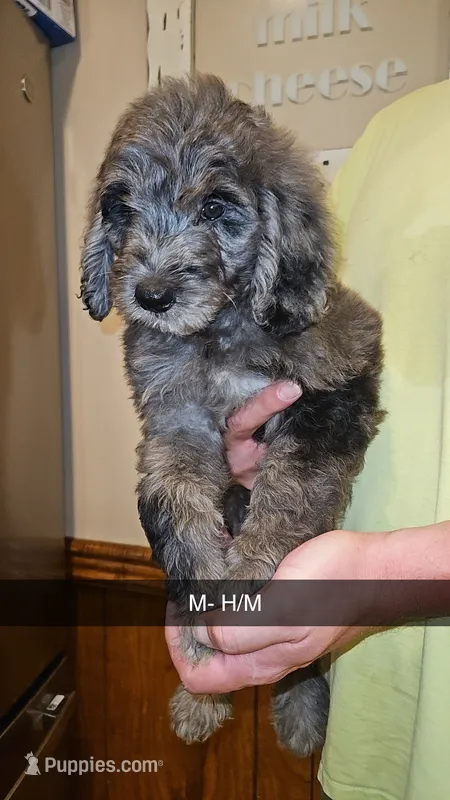 BERNEDOODLE A – Bernedoodle, Poodle - Standard  puppy for sale in Florence, MS
