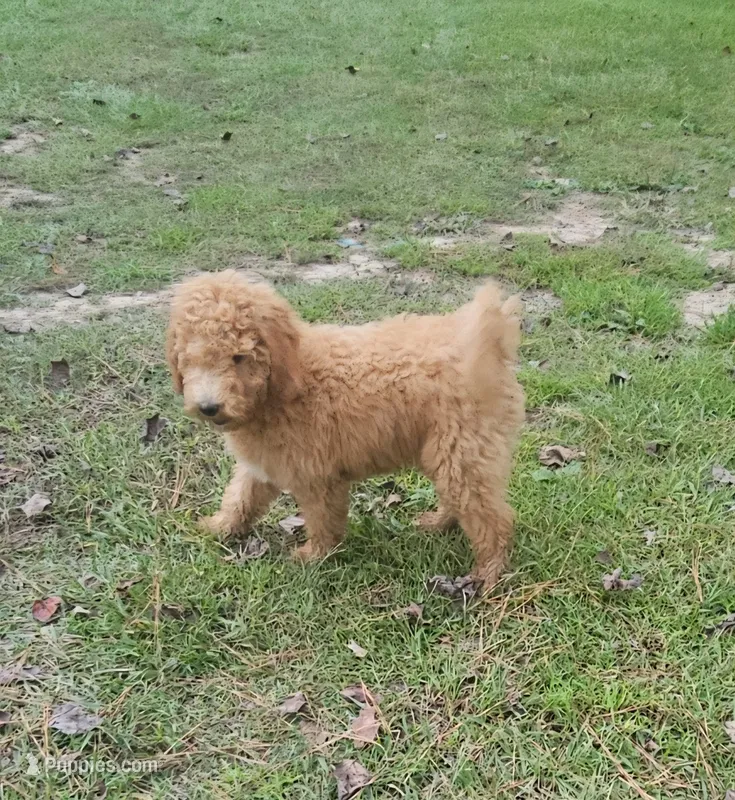 F1bb goldendoodles A