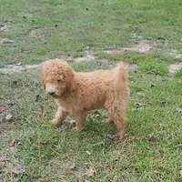 F1bb goldendoodles A, a female Goldendoodle for sale in Florence, MS – Photo 1 of 3