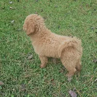 F1bb goldendoodles A, a female Goldendoodle for sale in Florence, MS – Photo 2 of 3