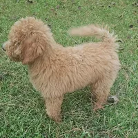 F1bb goldendoodles A, a female Goldendoodle for sale in Florence, MS – Photo 3 of 3