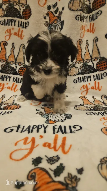 Aussiedoodle  C – Aussiedoodle puppy for sale in Florence, MS