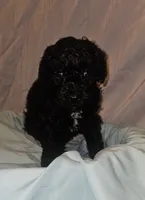 Aurora C, a male Poodle - Toy  and Poodle - Miniature  for sale in Florence, MS – 2 of 2