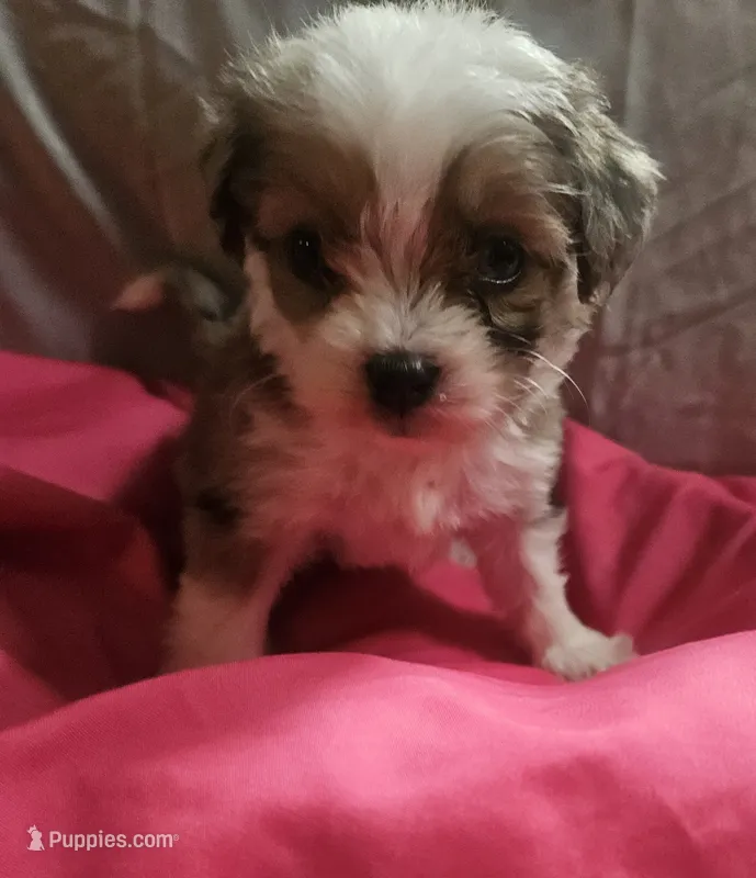 Aussiedoodle E – Aussiedoodle puppy for sale in Florence, MS