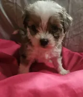 Aussiedoodle E, a female Aussiedoodle for sale in Florence, MS – 1 of 1