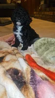 Poodle- Aurora A, a male Poodle - Toy  and Poodle - Miniature  for sale in Florence, MS – 5 of 5