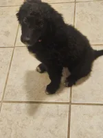 BERNEDOODLES/DOUBLE DOODLE E, a female Bernedoodle for sale in Florence, MS – 1 of 6