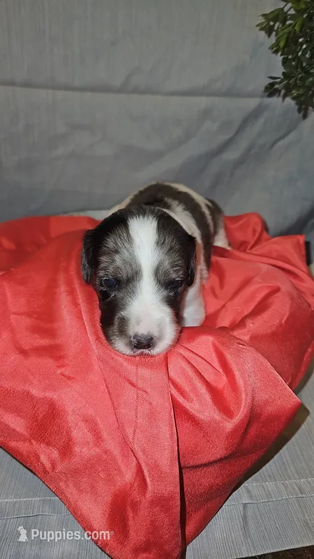 BERNEDOODLES/DOUBLE DOODLE A – Bernedoodle puppy for sale in Florence, MS
