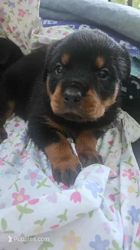 Rottweiler C – Rottweiler puppy for sale in Florence, MS