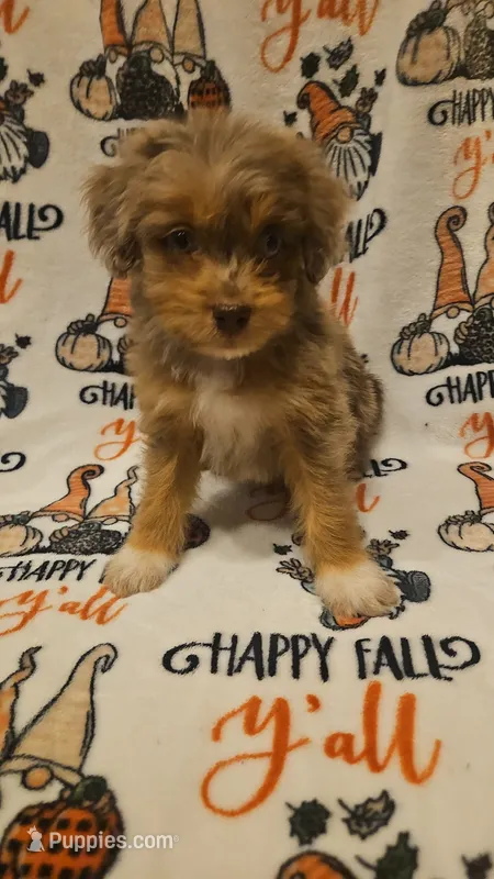 Aussiedoodle F – Aussiedoodle puppy for sale in Florence, MS