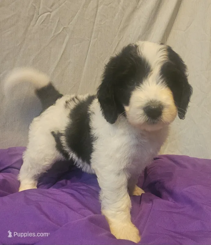 BERNEDOODLES/DOUBLE DOODLE J – Goldendoodle, Bernedoodle puppy for sale in Florence, MS