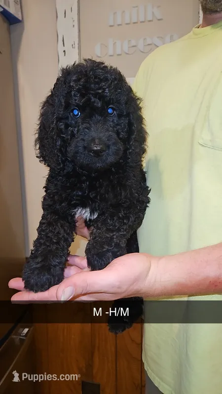 BERNEDOODLES/DOUBLE DOODLE E – Bernedoodle puppy for sale in Florence, MS