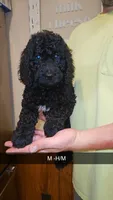 BERNEDOODLES/DOUBLE DOODLE E, a female Bernedoodle for sale in Florence, MS – 1 of 4