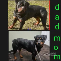 Rottweiler C, a female Rottweiler for sale in Florence, MS – 2 of 2