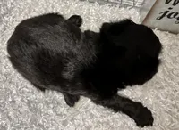 DOTTIE, a female Yorkipoo for sale in Sharon, KS – Photo 5 of 9