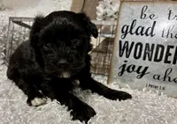 DOTTIE, a female Yorkipoo for sale in Sharon, KS – Photo 7 of 9