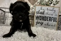 DOTTIE, a female Yorkipoo for sale in Sharon, KS – Photo 3 of 9