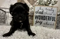 DOTTIE, a female Yorkipoo for sale in Sharon, KS – Photo 8 of 9